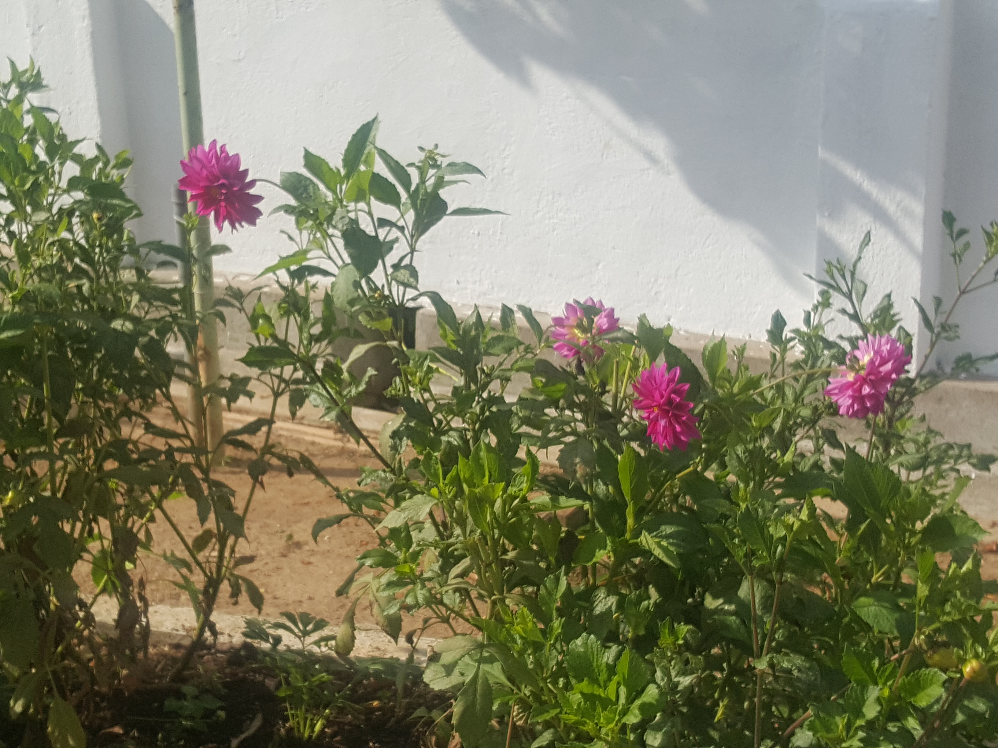 Fresh Flowers Nuwara Eliya